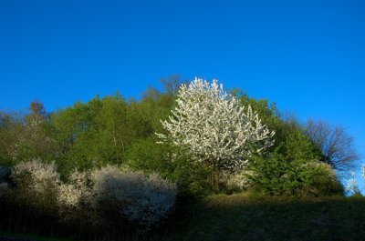 Se frayer un chemin pour atteindre le graal_5605472856_l.jpg